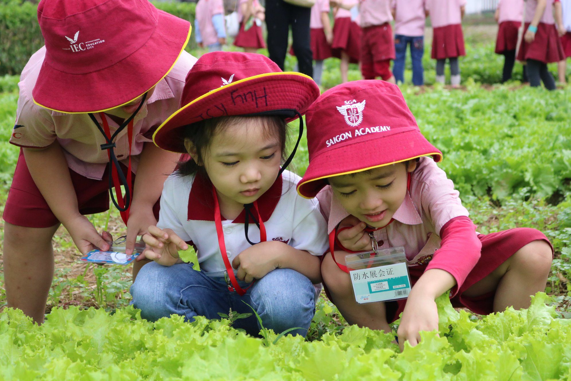 Học sinh IEC được trải nghiệm tham quan thực tế vườn rau ngay từ khi còn học Mầm non