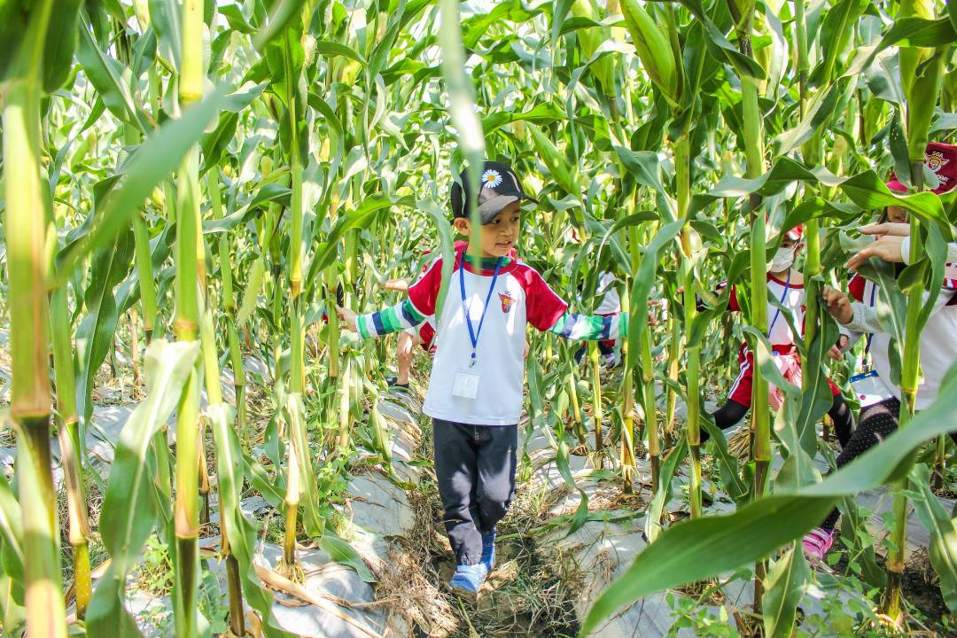 1.1 Saigon Academy “Famers” learn how to grow corn