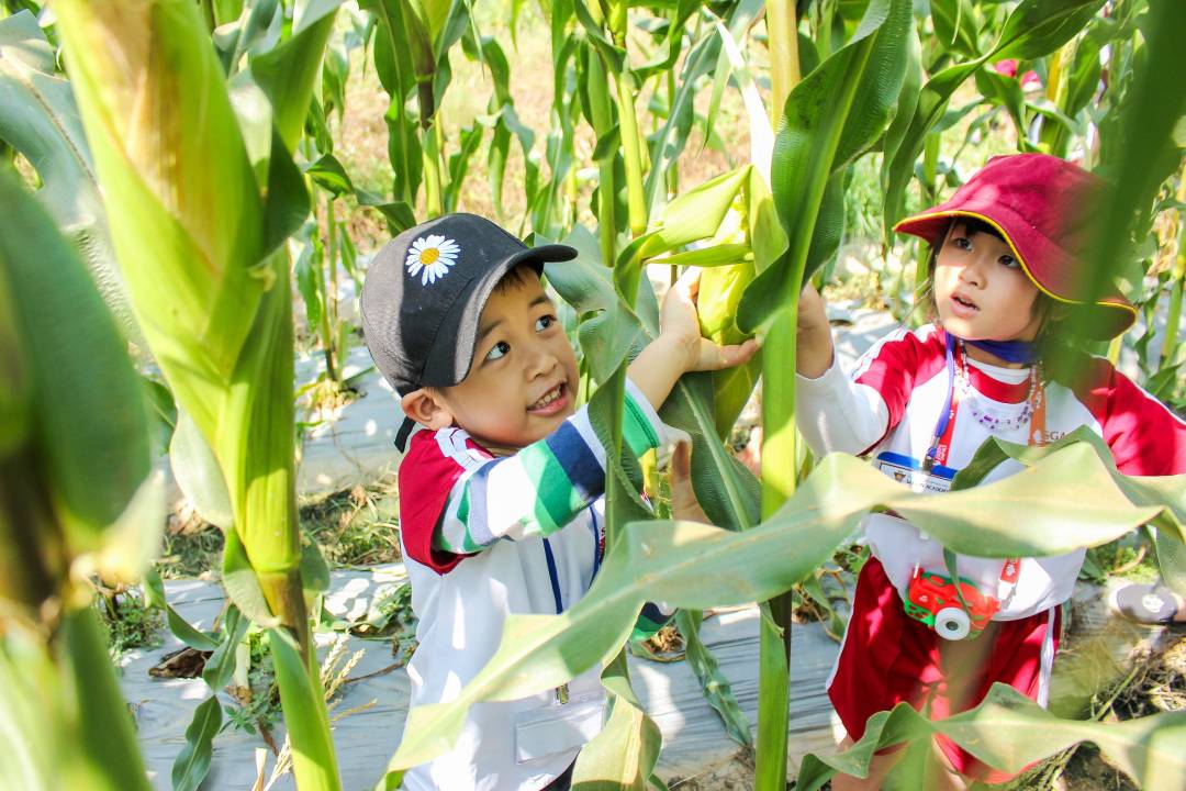 1.2 Saigon Academy “Famers” learn how to grow corn