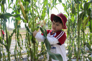 1.3 Saigon Academy “Famers” learn how to grow corn